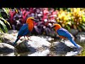 ?? LIVE: Soft Piano & Spring Bird Sounds ??? Deep Focus Music for Concentration