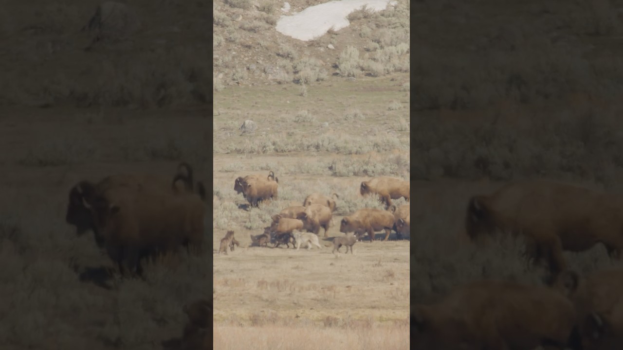 Wolves hunting Bison!