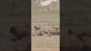 Wolves hunting Bison!
