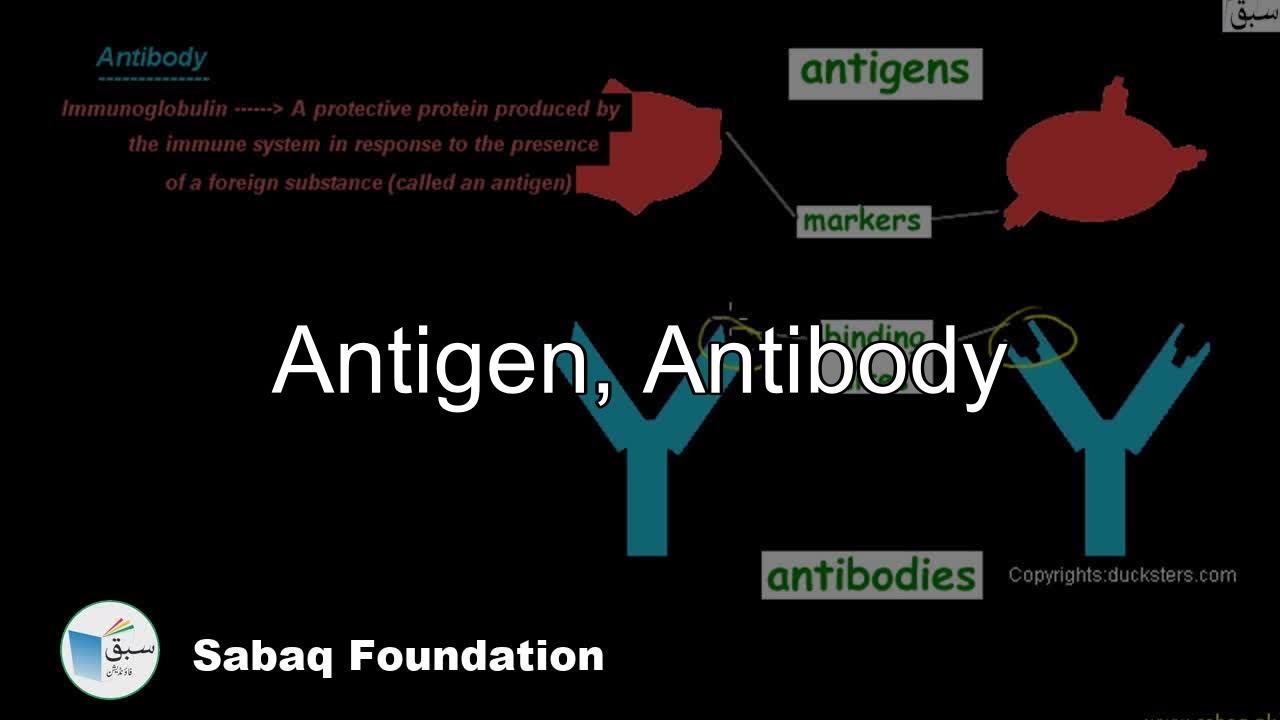 Antigen, Antibody, Biology Lecture Sabaq.pk YouTube