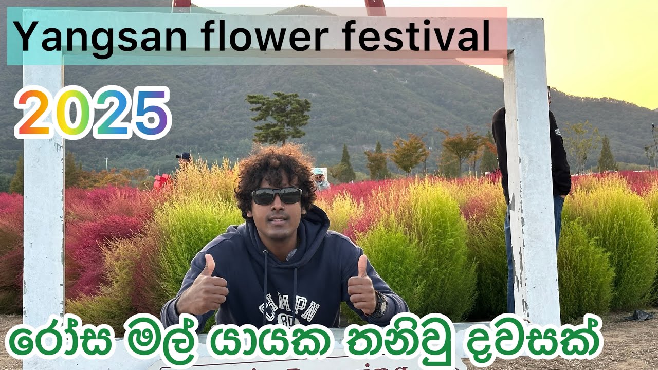 Flowers festival 2025 yangsan part 01 황산공원1길, Mulgeum-eup, Yangsan-si, 