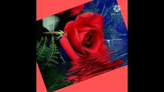 BUNGA MAWAR MERAH