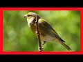 Verderón Canto - European Greenfinch Song - Chloris Chloris