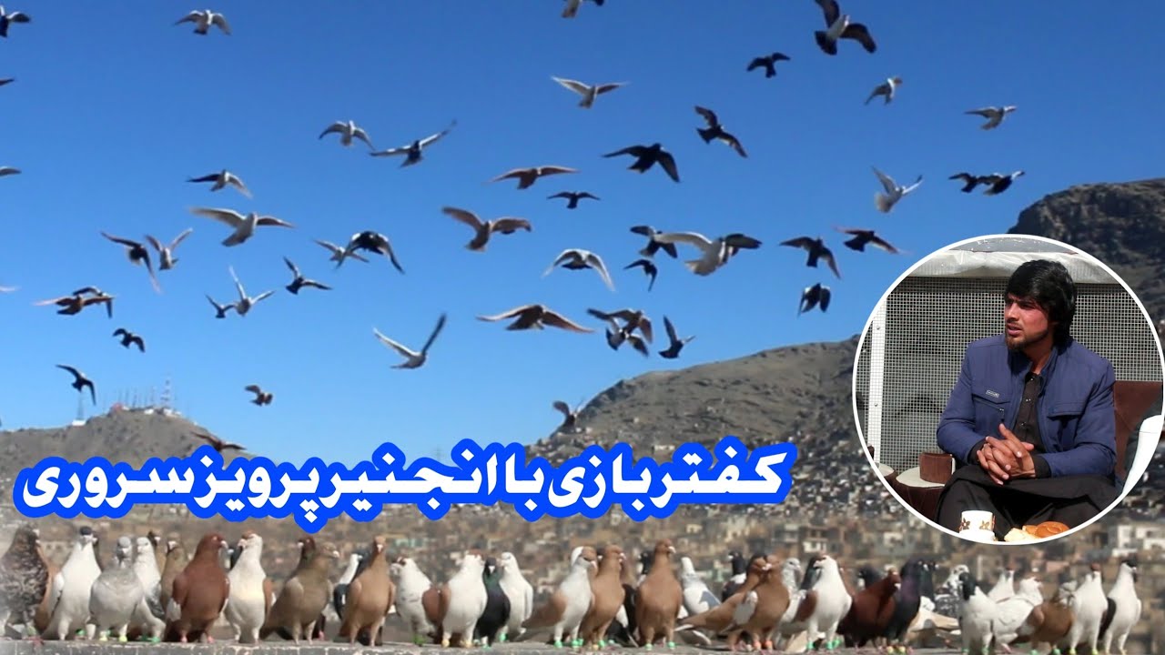 کفتر های انجنیر پرویز / کفتر های نایاب افغانستان/ Nayab Afghani Pigeons