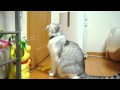 ドア開けて～！ (Open sesame!)