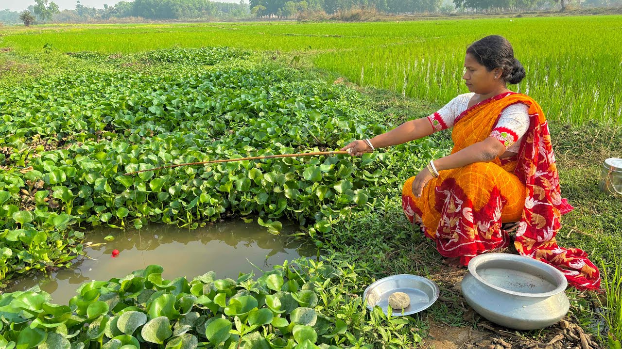 Fishing video || Village expert lady is fishing in the rice field canal using hook || Hook Fishing