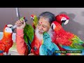 Sri Swamiji with beautiful and amazing Parrots of Shuka Vana