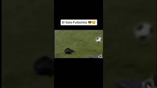 El Gato Futbolista Insano Xd
