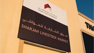 Visit To Sharjah Live Stock Market Sajaa