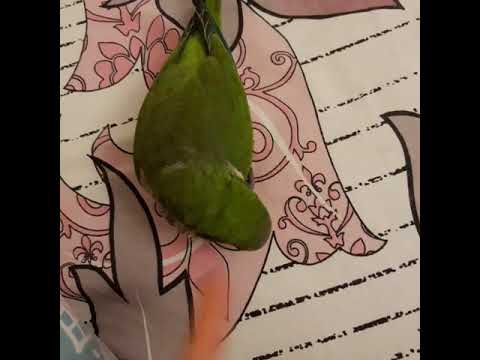 Говорящий попугай Калита Монах Квакер Гоша