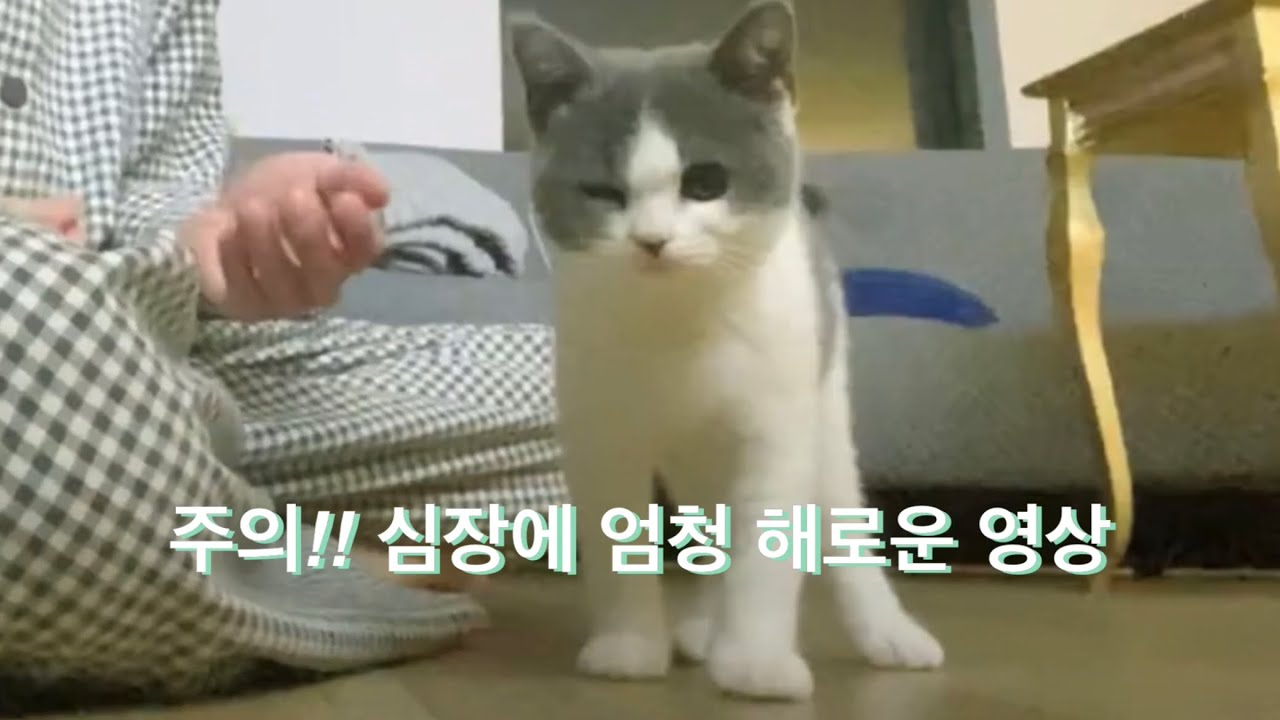 꿍이 모음 (210220 샤이니 태민 브이앱 SHINee TAEMIN VLIVE)