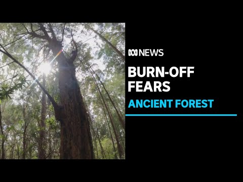 Dozens of citizen scientists document habitat in ancient wa forest before burn-off | abc news