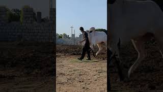 Fath Jang bulls 2026 Qurbani 2026 Cow Mandi 2026 Bakra Eid 2026 MudasserVideoDhokPehla