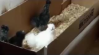 Famous Silkie rooster first crow 8 weeks old Profile