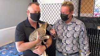 Out And About Bradenton at Manatee County Cat Town