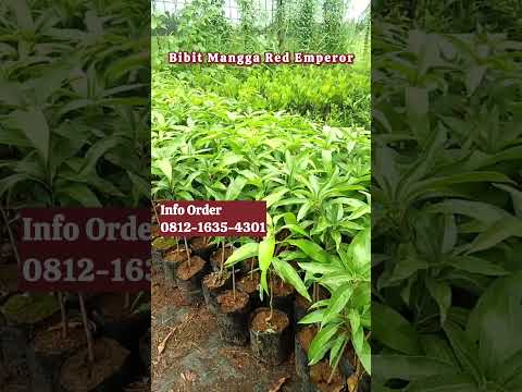 Super Genjah! Bibit Mangga Red Emperor Siap Tanam