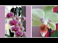 Орхидеи Домашнее Цветение/Первое домашнее цветение моих фаленопсисов, одонтоглоссума и дендробиумов!