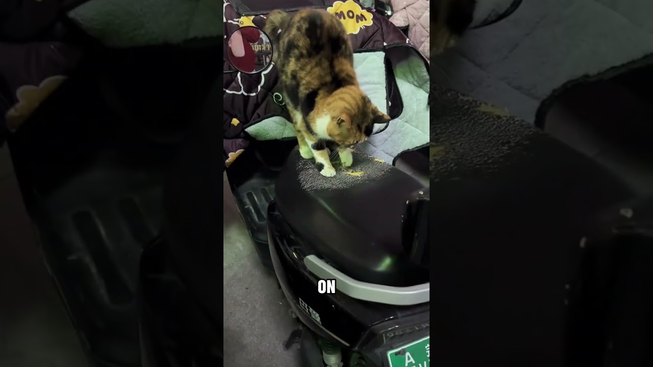 Cute Cat Can’t Be Punished #toys