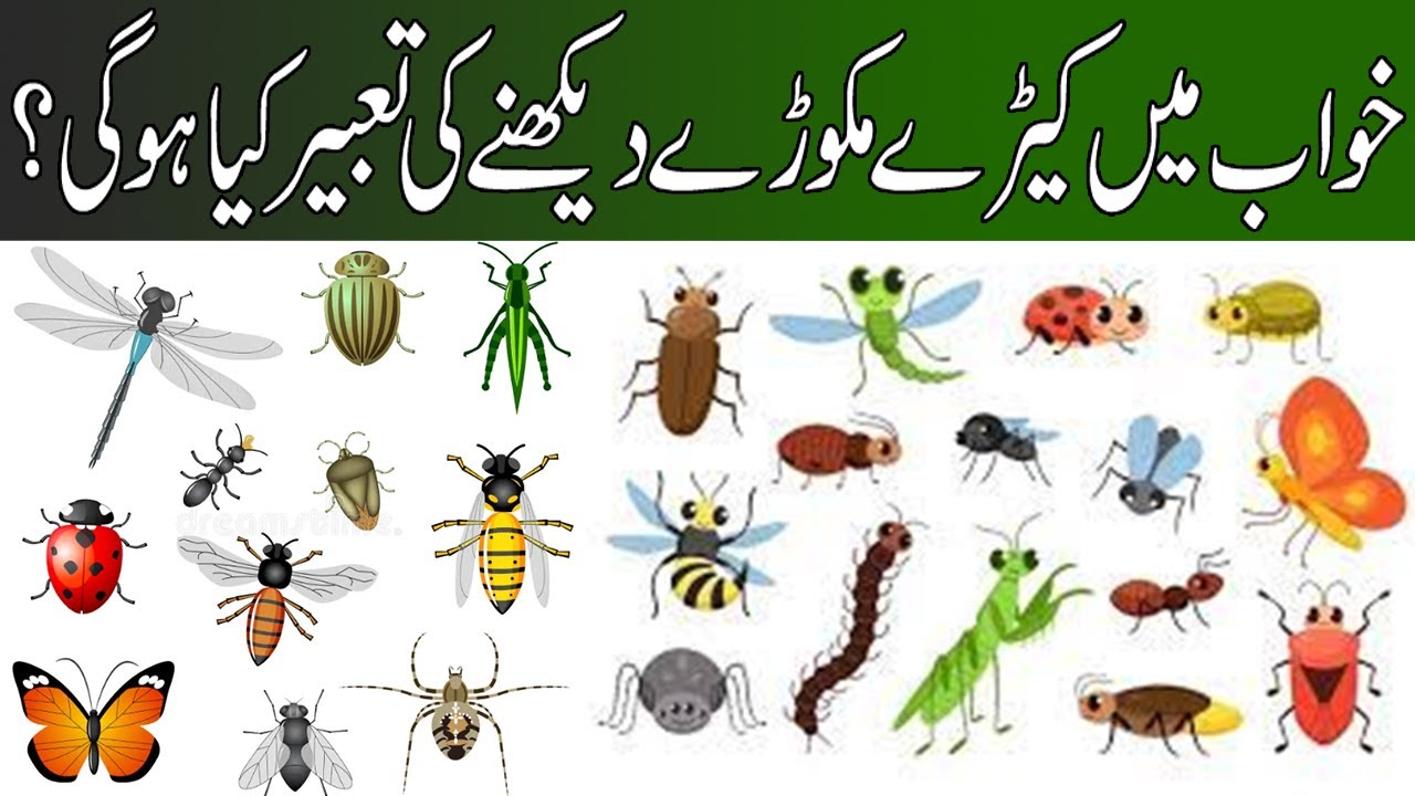 Keeray khwab mein keeray | keeray dekhna kaisa | khawab mein keeray sy darna ...