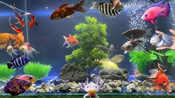 Tổng Hợp Video Động Vật Đầy Màu Sắc,Hoa,Cây,Cá Da Trơn,Cá Koi,Cá Cắt Kéo,Cá Cánh Buồm,Cá Lóc Bông