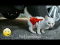 car vs cat! गाड़ी के टायर के नीचे आ गयी बिल्ली फिर जो हुआ।ooo really experiments