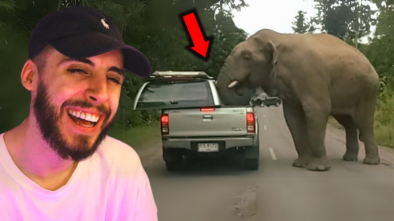 САМЫЕ СМЕШНЫЕ СТРАШНЫЕ встречи с животными (УМОРИТЕЛЬНО!)