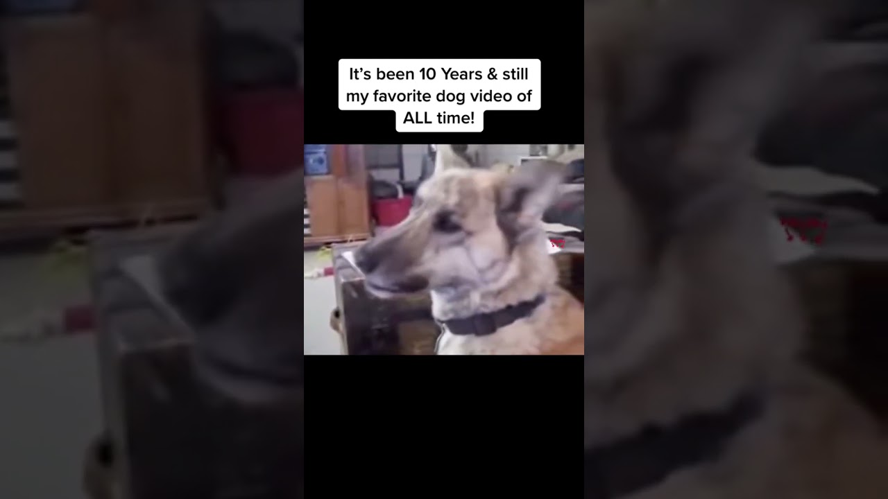 Real talking dog - talking to humans 