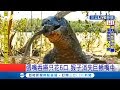 恐怖直擊！科摩多巨蜥張嘴吞嚥只花6口 猴子活被生吞｜記者 黃瓊慧｜【國際大現場】20190803|三立新聞台