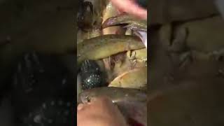 Cái Này Làm Món Gì Ngon Cả Nhà Ký Ức Miền Quê