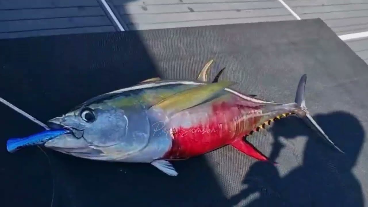 POPPING BERBURU YFT DI MALDIVES DENGAN EQUATOR FISHING MALDIVES,  TEMPAT LAYAK UNTUK DI KUNJU