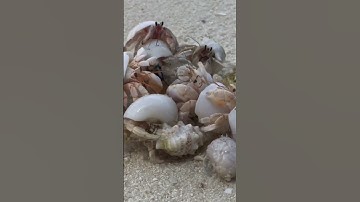 Crabs Trade Shells in the Strangest way #shorts