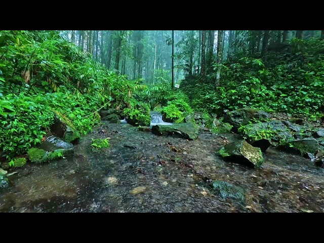 Relaxing Forest Rainfall – Gentle Nature Sounds for Stress Relief & Deep Sleep 🌧️🍀