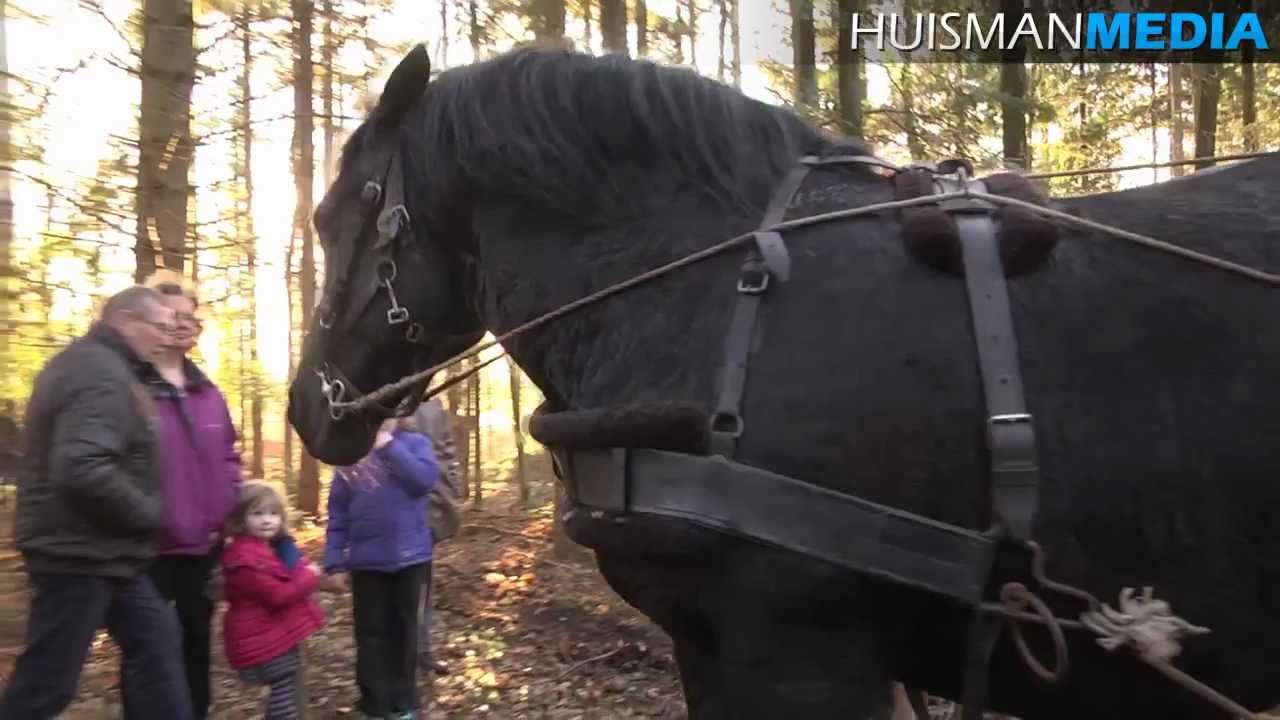 Paarden trekken bomen in Sellingen - 29 december 2012