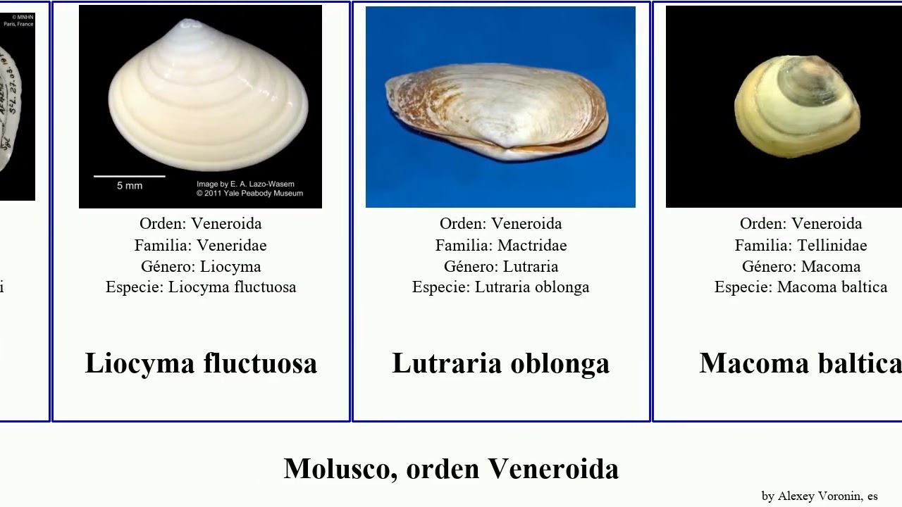 Molusco, orden Veneroida lasaea ctenocardia virgo japonica liliana mollusca chinensis castanea