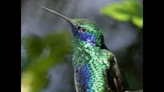 Jim Reeves -  Put Your Sweet Lips Closer to the Phone