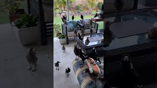 Kicking Back with a Family of Magpies || ViralHog