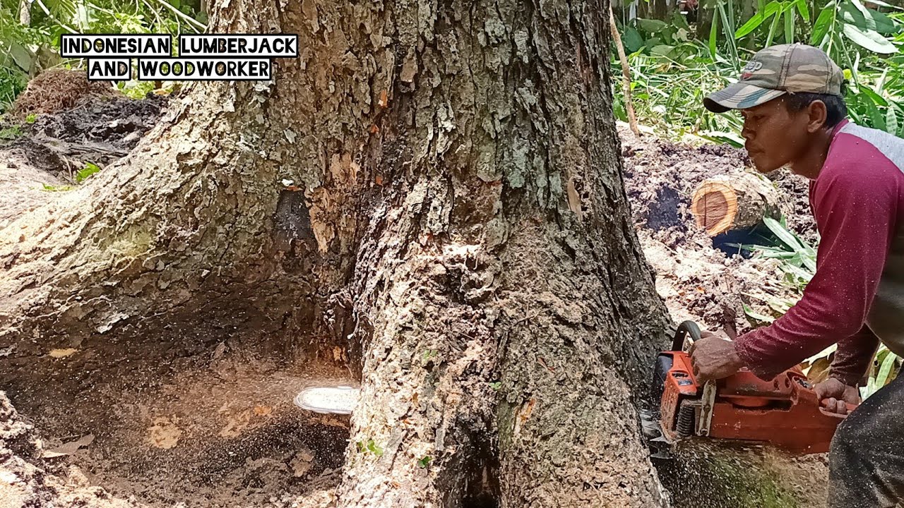 SUPER !! Cutting down a half century old Trembesi tree, Indonesian ...