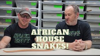 African House Snakes Should Be On Your Radar
