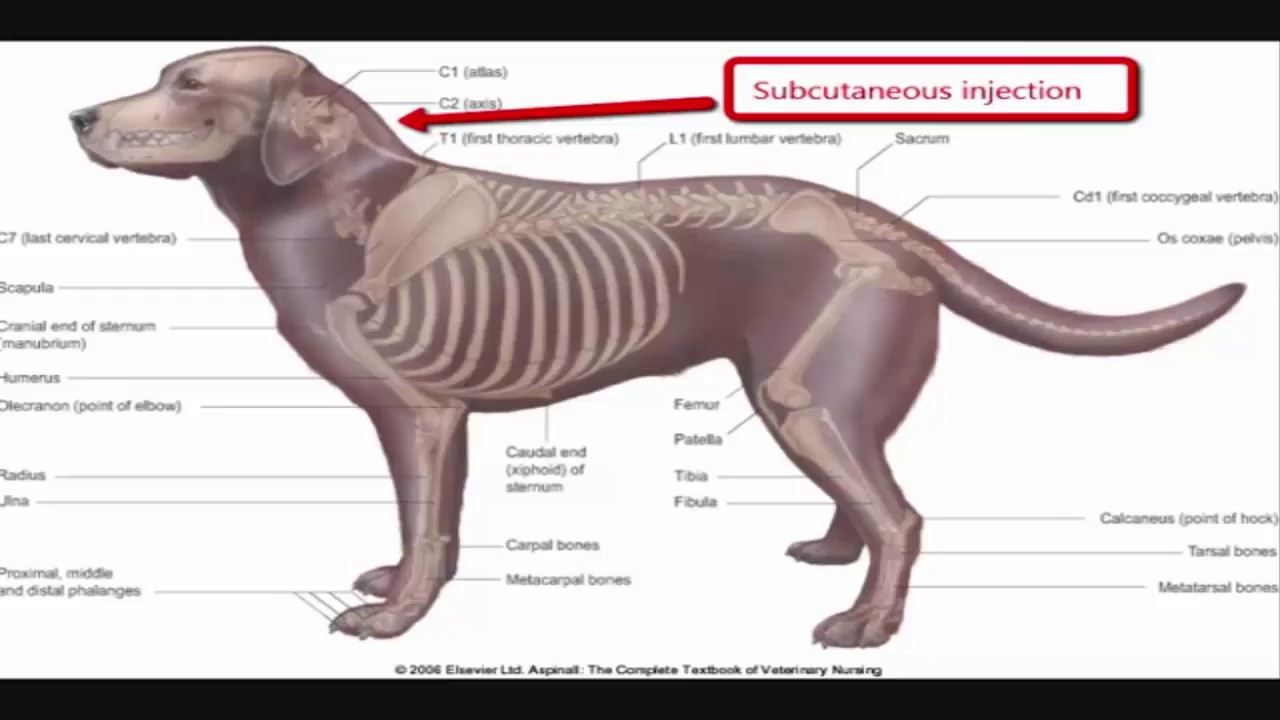 Intramuscular Injection Technique In Dog Youtube