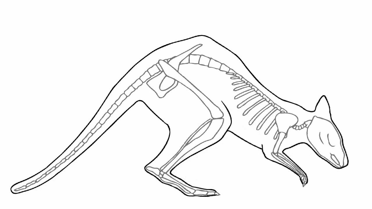 Walk cycle of swamp wallaby (Wallabia bicolor)