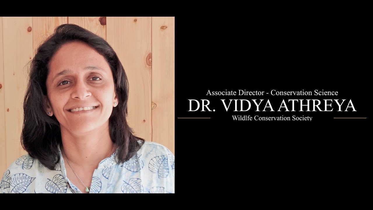 BIG CATS : THE INSIDE STORY | Teaser E13 | Leopards | Vidya Athreya ...
