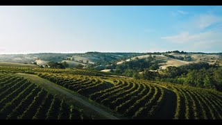 Hickinbotham Clarendon Vineyard