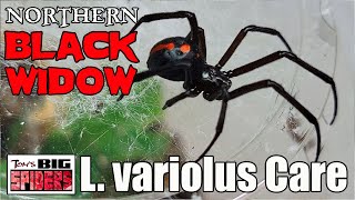 L. Variolus Northern Black Widow Rehouse And Care