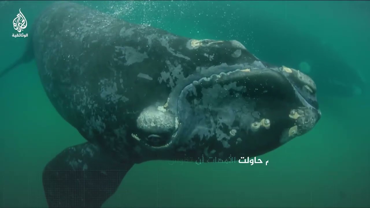 هل يمكن لطائر أن يهدد حياة الحوت؟