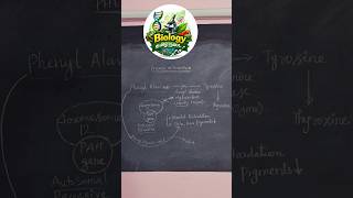 Phenylketonuria | simple flow chart | class 12 | quick revision | human health | @duraisir