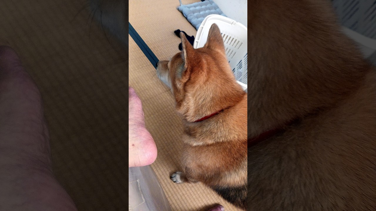 @NoguriTV　舐め犬Noguri　Licking dog Noguri　20260223　https://www.youtube.com/c/NoguriTV