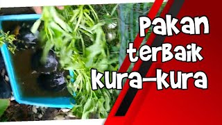 MAKANAN KURA KURA AMBON | TURTLES