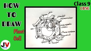 plant cell diagram for class 9| plant cell drawing easy step by step