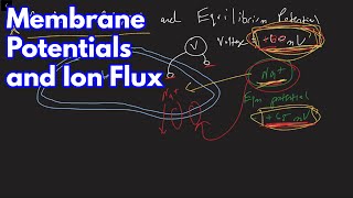 Membrane Potentials and Ion Flux with Equilibrium Potentials