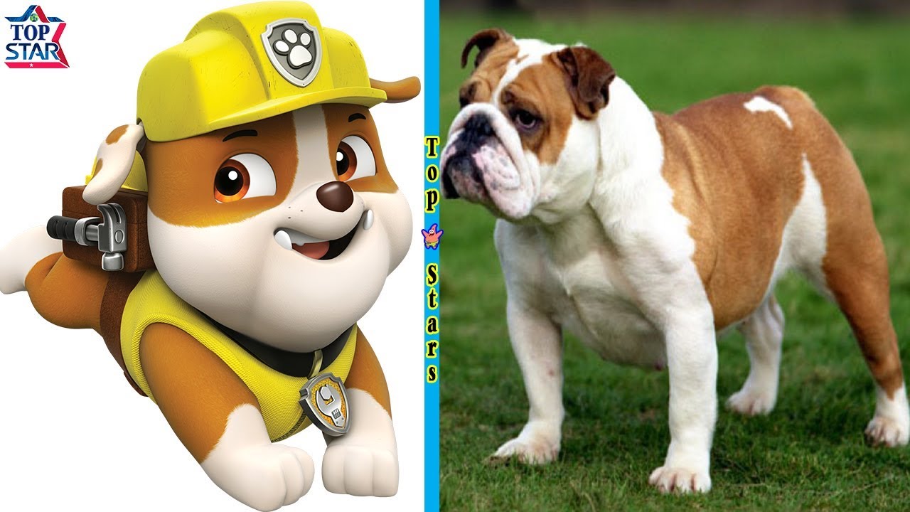 Paw Patrol In Real Life 2018 Paw Patrol Dogs Top Stars YouTube Paw Patrol In Real Life 2018 Paw Patrol Dogs Top Stars YouTube